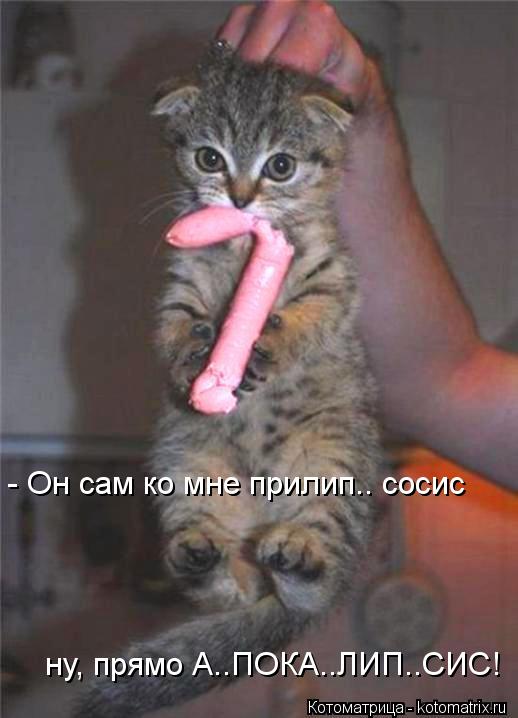 - Он сам ко мне прилип.. сосис ну, прямо А..ПОКА..ЛИП..СИС!... Котоматрица: - Он сам ко мне прилип.. сосис ну, прямо А..ПОКА..ЛИП..СИС!