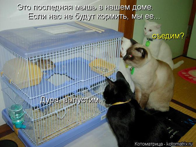 Это последняя мышь в нашем доме. Если нас не будут кормить, мы ее... съедим? Дура, выпустим.... Котоматрица: Это последняя мышь в нашем доме. Если нас не будут кормить, мы ее... съедим? Дура, выпустим.