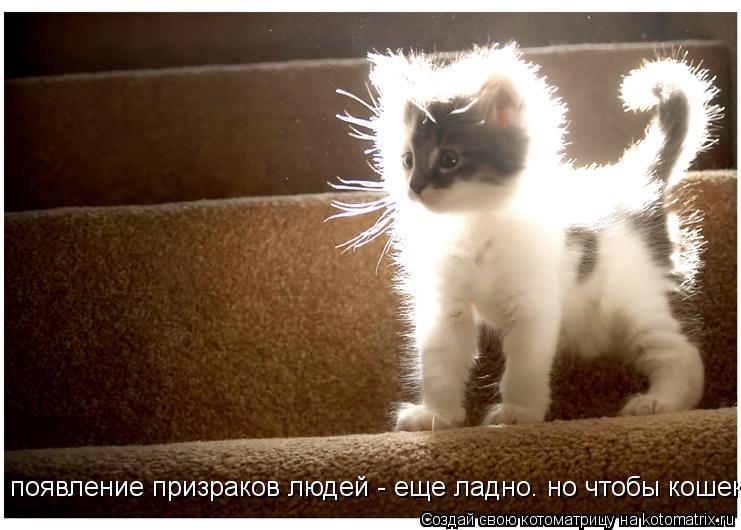 появление призраков людей - еще ладно. но чтобы кошек?!!... Котоматрица: появление призраков людей - еще ладно. но чтобы кошек?!!