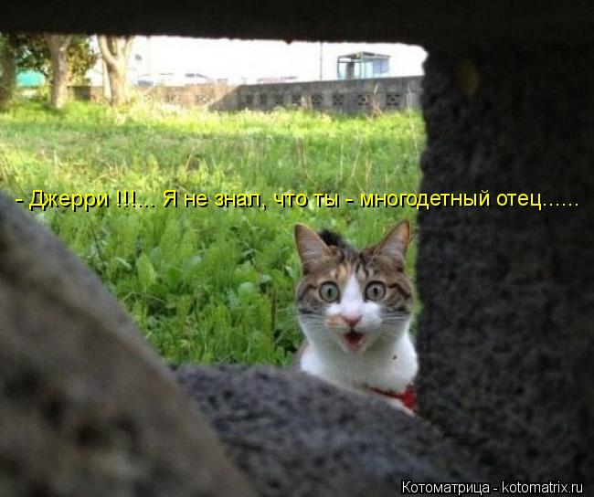 - Джерри !!!... Я не знал, что ты - многодетный отец......... Котоматрица: - Джерри !!!... Я не знал, что ты - многодетный отец......