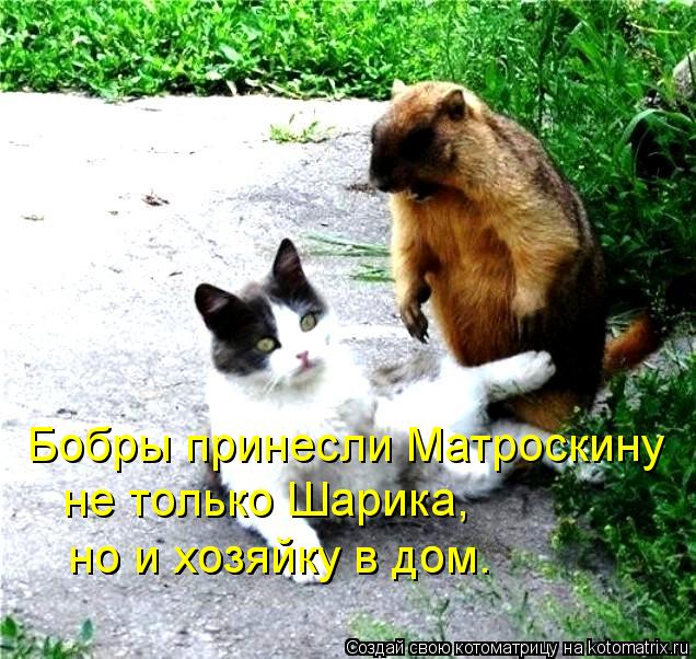 Бобры принесли Матроскину не только Шарика, но и хозяйку в дом. но и хозяйку в дом.... Котоматрица: Бобры принесли Матроскину не только Шарика, но и хозяйку в дом. но и хозяйку в дом.