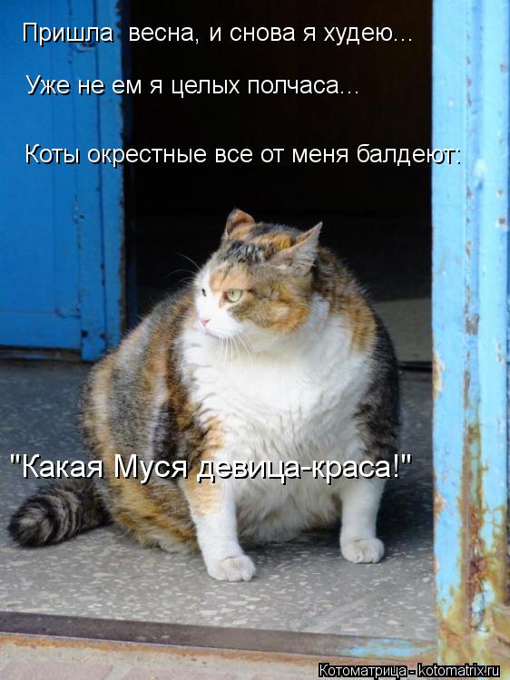 Пришла весна, и снова я худею... Уже не ем я целых полчаса... Коты окрестные все от меня балдеют: "К... Котоматрица: Пришла весна, и снова я худею... Уже не ем я целых полчаса... Коты окрестные все от меня балдеют: "Какая Муся девица-краса!"
