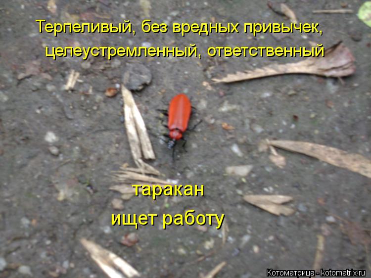 Терпеливый, без вредных привычек, целеустремленный, ответственный таракан ищет работу... Котоматрица: Терпеливый, без вредных привычек, целеустремленный, ответственный таракан ищет работу
