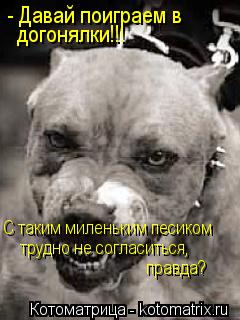 - Давай поиграем в догонялки!!! С таким миленьким песиком трудно не согласиться, правда?... Котоматрица: - Давай поиграем в догонялки!!! С таким миленьким песиком трудно не согласиться, правда?