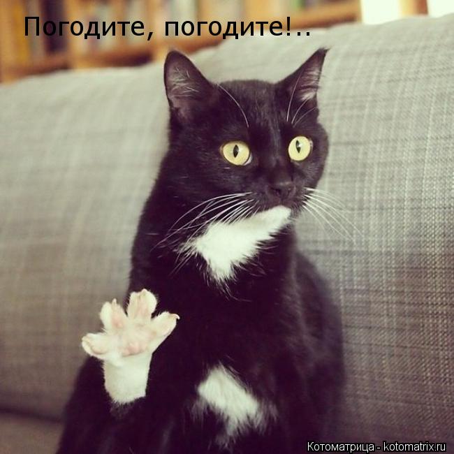 Погодите, погодите!..... Котоматрица: Погодите, погодите!..