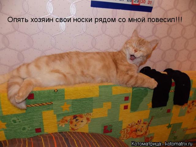 Опять хозяин свои носки рядом со мной повесил!!!... Котоматрица: Опять хозяин свои носки рядом со мной повесил!!!