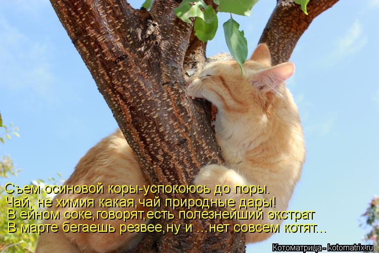 Съем осиновой коры-успокоюсь до поры. Чай, не химия какая,чай природные дары! В ейном соке,говорят,ес... Котоматрица: Съем осиновой коры-успокоюсь до поры. Чай, не химия какая,чай природные дары! В ейном соке,говорят,есть полезнейший экстрат В марте бегаешь