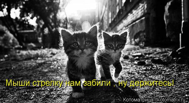 Мыши стрелку нам забили , ну держитесь!... Котоматрица: Мыши стрелку нам забили , ну держитесь!