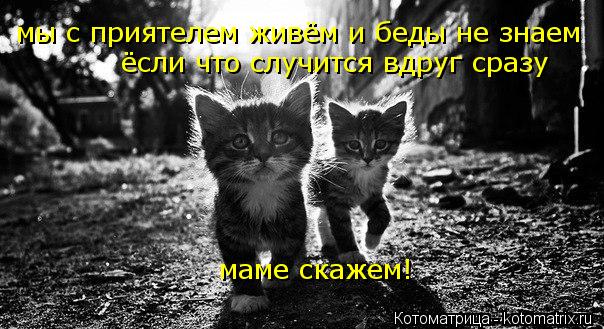 мы с приятелем живём и беды не знаем ёсли что случится вдруг сразу маме скажем!... Котоматрица: мы с приятелем живём и беды не знаем ёсли что случится вдруг сразу маме скажем!