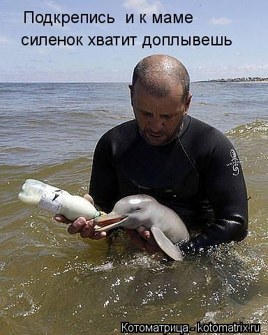 Подкрепись и к маме силенок хватит доплывешь... Котоматрица: Подкрепись и к маме силенок хватит доплывешь