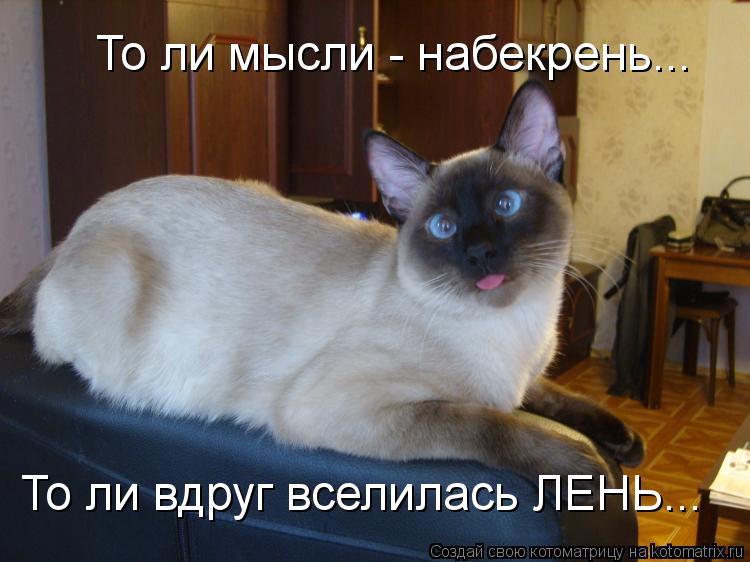 То ли мысли - набекрень... То ли вдруг вселилась ЛЕНЬ...... Котоматрица: То ли мысли - набекрень... То ли вдруг вселилась ЛЕНЬ...