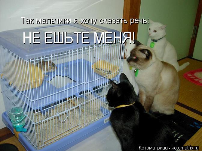 Так мальчики я хочу сказать речь: НЕ ЕШЬТЕ МЕНЯ!... Котоматрица: Так мальчики я хочу сказать речь: НЕ ЕШЬТЕ МЕНЯ!