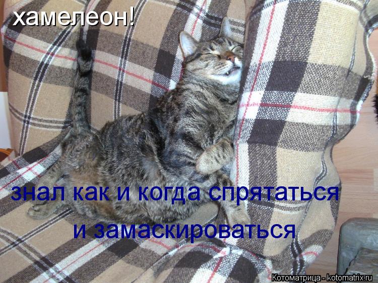 хамелеон! знал как и когда спрятаться и замаскироваться... Котоматрица: хамелеон! знал как и когда спрятаться и замаскироваться