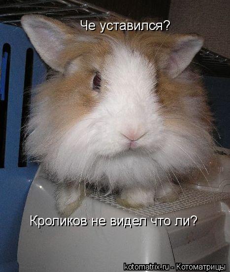 Че уставился? Кроликов не видел что ли?... Котоматрица: Че уставился? Кроликов не видел что ли?