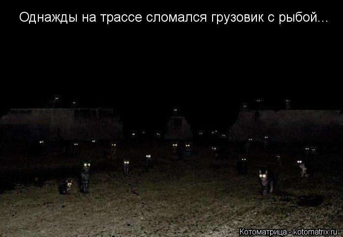 Однажды на трассе сломался грузовик с рыбой...... Котоматрица: Однажды на трассе сломался грузовик с рыбой...