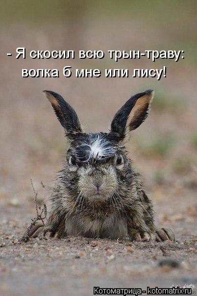 - Я скосил всю трын-траву: волка б мне или лису! волка б мне или лису!... Котоматрица: - Я скосил всю трын-траву: волка б мне или лису! волка б мне или лису!