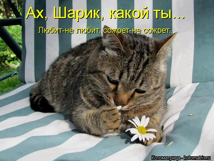 Ах, Шарик, какой ты... Любит-не любит, сожрет-не сожрет...... Котоматрица: Ах, Шарик, какой ты... Любит-не любит, сожрет-не сожрет...