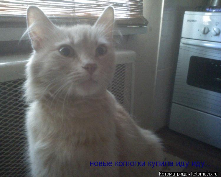 новые колготки купила иду иду...... Котоматрица: новые колготки купила иду иду...