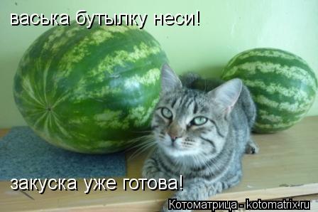 васька бутылку неси! закуска уже готова!... Котоматрица: васька бутылку неси! закуска уже готова!