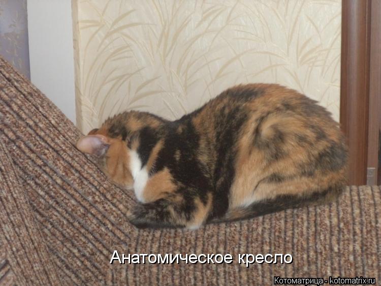 Анатомическое кресло... Котоматрица: Анатомическое кресло