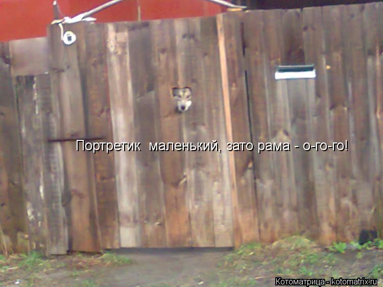 Портретик маленький, зато рама - о-го-го!... Котоматрица: Портретик маленький, зато рама - о-го-го!