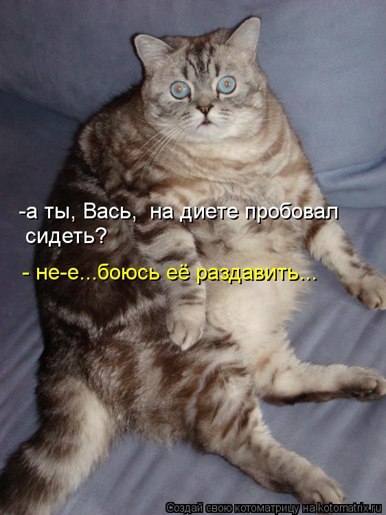 -а ты, Вась, на диете пробовал сидеть? - не-е...боюсь её раздавить...... Котоматрица: -а ты, Вась, на диете пробовал сидеть? - не-е...боюсь её раздавить...
