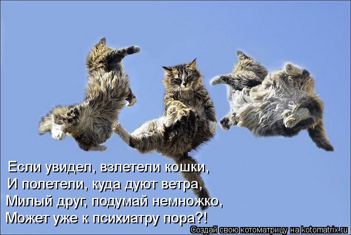 Котоматрица: Если увидел, взлетели кошки, И полетели, куда дуют ветра, Милый друг, подумай немножко, Может уже к психиатру пора?! Может уже к психиатру пор