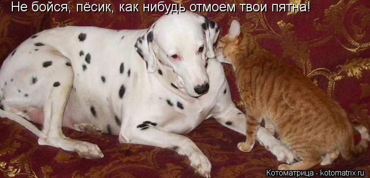 Не бойся, пёсик, как нибудь отмоем твои пятна!... Котоматрица: Не бойся, пёсик, как нибудь отмоем твои пятна!