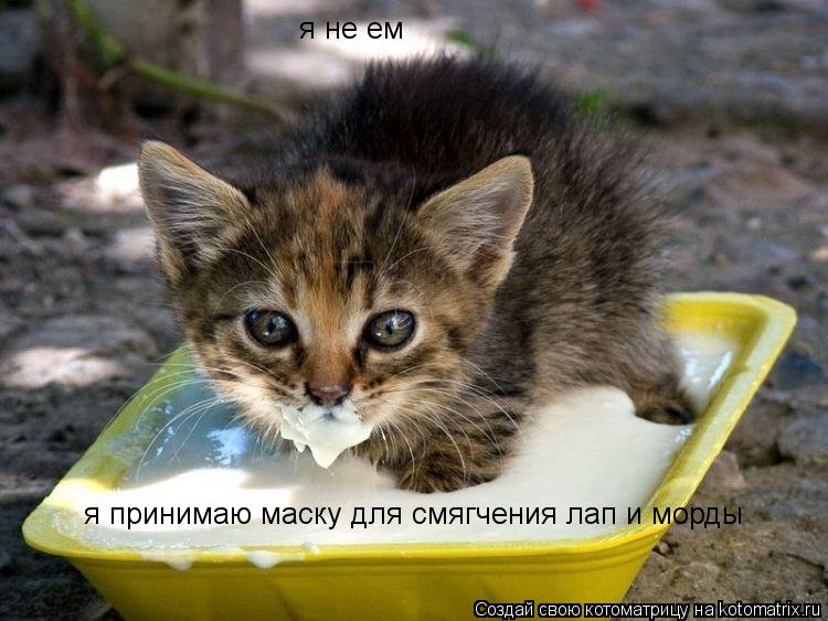 я не ем я принимаю маску для смягчения лап и морды... Котоматрица: я не ем я принимаю маску для смягчения лап и морды