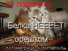 ну поделись орешком Белка:НЕЕЕЕТ!... Котоматрица: ну поделись орешком Белка:НЕЕЕЕТ!