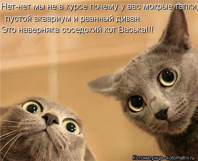 Нет-нет мы не в курсе почему у вас мокрые тапки, пустой аквариум и рванный диван. Это наверняка сосед... Котоматрица: Нет-нет мы не в курсе почему у вас мокрые тапки, пустой аквариум и рванный диван. Это наверняка соседский кот Васька!!!