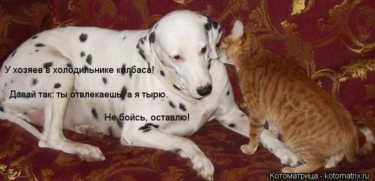 У хозяев в холодильнике колбаса! Давай так: ты отвлекаешь, а я тырю. Не бойсь, оставлю!... Котоматрица: У хозяев в холодильнике колбаса! Давай так: ты отвлекаешь, а я тырю. Не бойсь, оставлю!