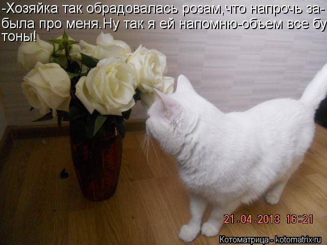 -Хозяйка так обрадовалась розам,что напрочь за- была про меня.Ну так я ей напомню-объем все бу- тоны!... Котоматрица: -Хозяйка так обрадовалась розам,что напрочь за- была про меня.Ну так я ей напомню-объем все бу- тоны!