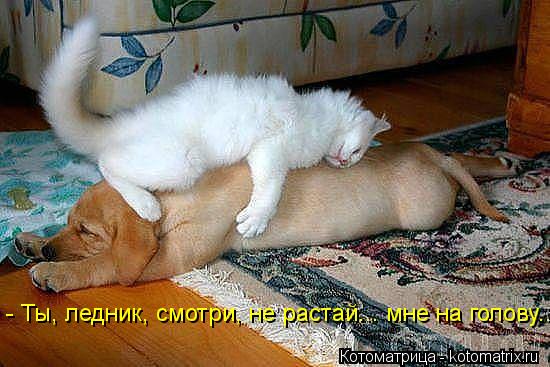 - Ты, ледник, смотри, не растай... мне на голову...... Котоматрица: - Ты, ледник, смотри, не растай... мне на голову...