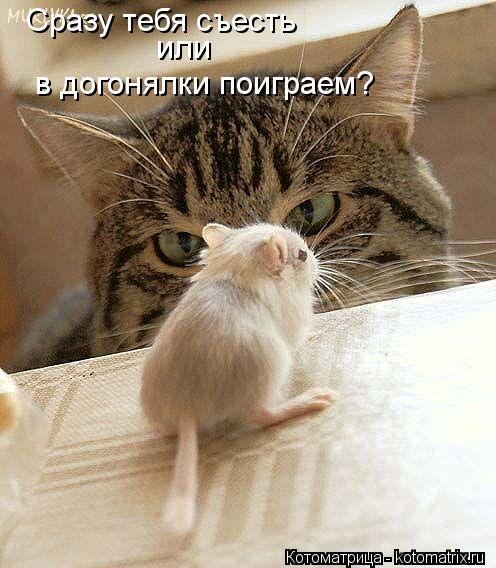 Сразу тебя съесть или в догонялки поиграем?... Котоматрица: Сразу тебя съесть или в догонялки поиграем?