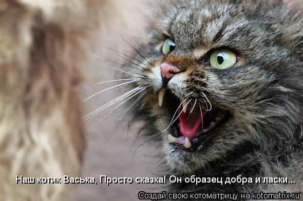 Наш котик Васька, Просто сказка! Он образец добра и ласки...... Котоматрица: Наш котик Васька, Просто сказка! Он образец добра и ласки...