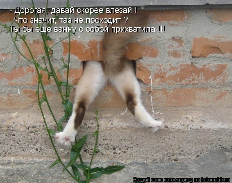 - Дорогая, давай скорее влезай ! Что значит, таз не проходит ? Ты бы еще ванну с собой прихватила !!!... Котоматрица: - Дорогая, давай скорее влезай ! Что значит, таз не проходит ? Ты бы еще ванну с собой прихватила !!!