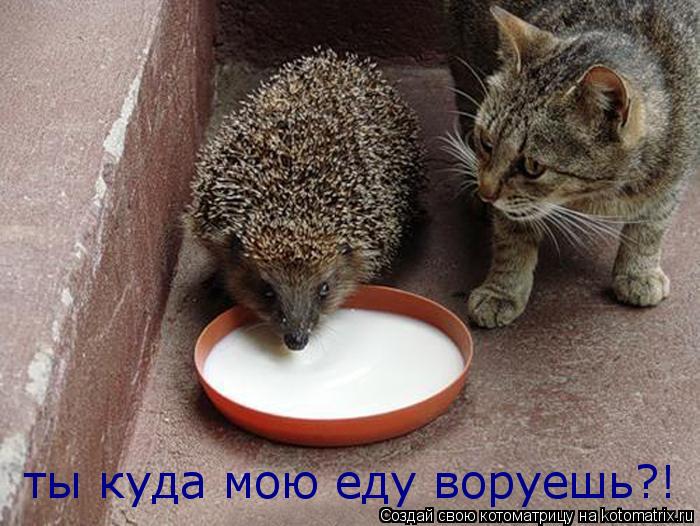 ты куда мою еду воруешь?!... Котоматрица: ты куда мою еду воруешь?!