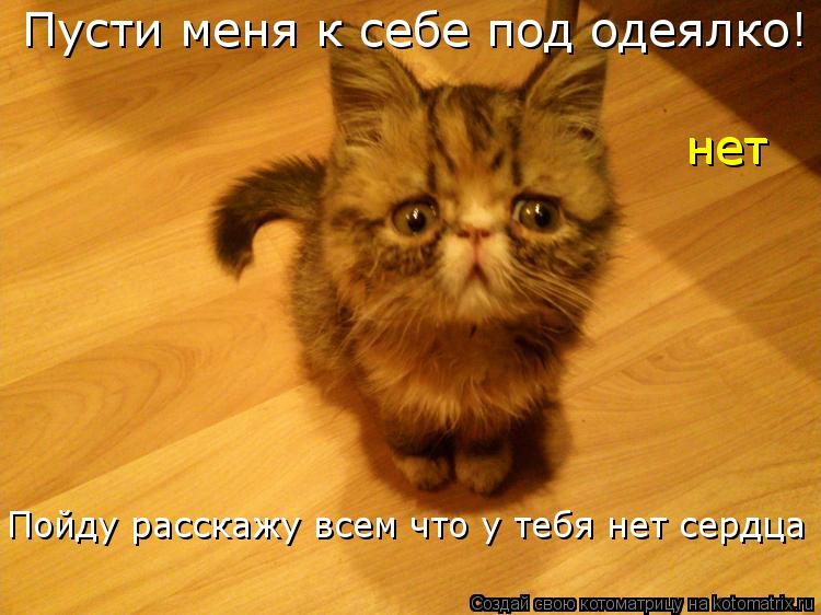 Пусти меня к себе под одеялко! нет нет Пойду расскажу всем что у тебя нет сердца... Котоматрица: Пусти меня к себе под одеялко! нет нет Пойду расскажу всем что у тебя нет сердца
