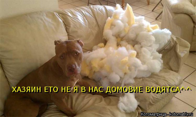 ХАЗЯИН ЕТО НЕ Я В НАС ДОМОВИЕ ВОДЯТСА^^ ХАЗЯИН ЕТО НЕ Я В НАС ДОМОВИЕ ВОДЯТСА^^ ХАЗЯИН ЕТО НЕ Я В НАС... Котоматрица: ХАЗЯИН ЕТО НЕ Я В НАС ДОМОВИЕ ВОДЯТСА^^ ХАЗЯИН ЕТО НЕ Я В НАС ДОМОВИЕ ВОДЯТСА^^ ХАЗЯИН ЕТО НЕ Я В НАС ДОМОВИЕ ВОДЯТСА^^