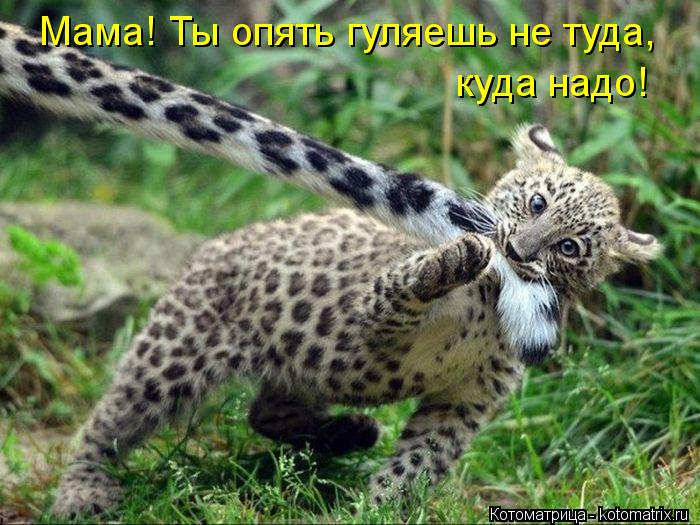 Мама! Ты опять гуляешь не туда, куда надо!... Котоматрица: Мама! Ты опять гуляешь не туда, куда надо!