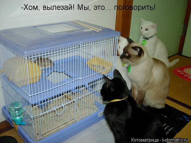 -Хом, вылезай! Мы, это... поговорить!... Котоматрица: -Хом, вылезай! Мы, это... поговорить!