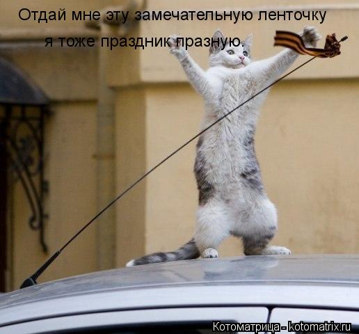 Отдай мне эту замечательную ленточку я тоже праздник празную.... Котоматрица: Отдай мне эту замечательную ленточку я тоже праздник празную.