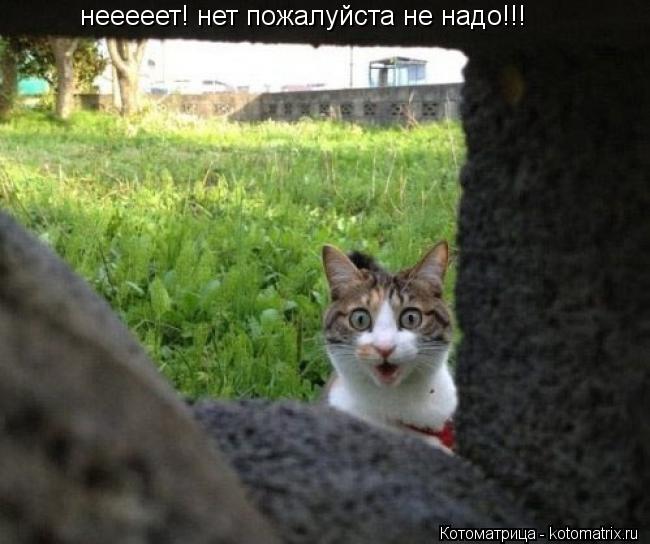 нееееет! нет пожалуйста не надо!!!... Котоматрица: нееееет! нет пожалуйста не надо!!!