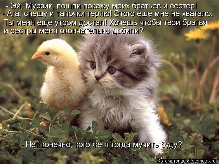 - Эй, Мурзик, пошли покажу моих братьев и сестер! - Ага, спешу и тапочки теряю! Этого еще мне не хват... Котоматрица: - Эй, Мурзик, пошли покажу моих братьев и сестер! - Ага, спешу и тапочки теряю! Этого еще мне не хватало. Ты меня еще утром достал! Хочешь чтобы