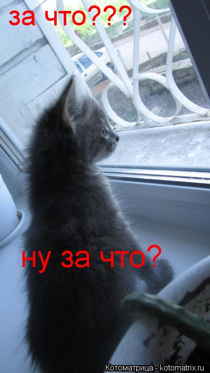 за что??? ну за что?... Котоматрица: за что??? ну за что?