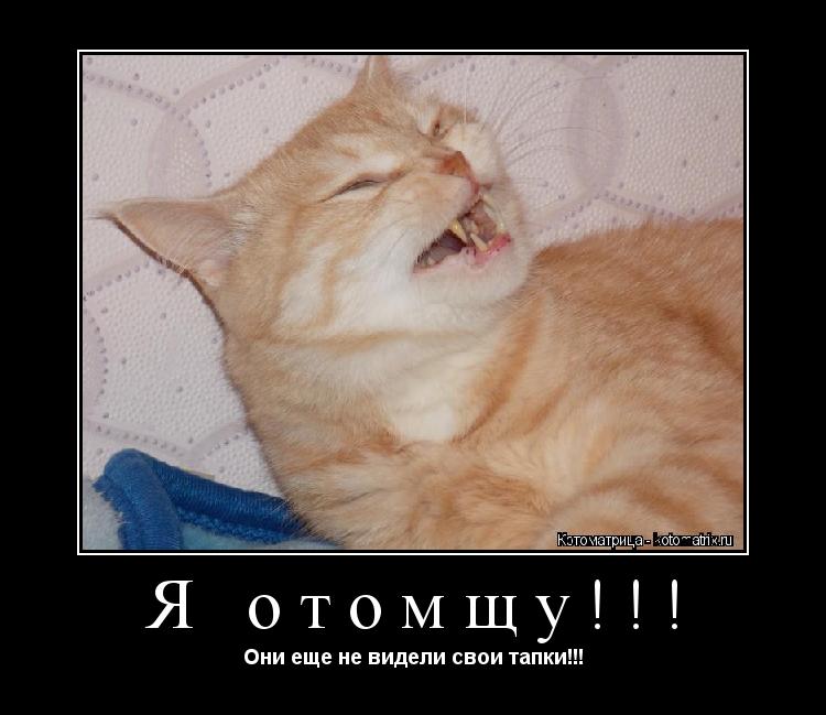 Я отомщу!!! Они еще не видели свои тапки!!!... Котоматрица: Я отомщу!!! Они еще не видели свои тапки!!!