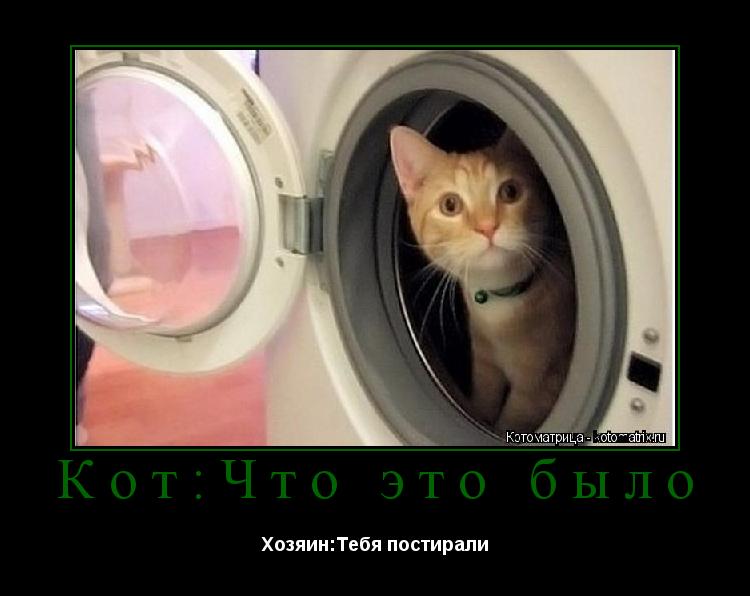 Кот:Что это было Хозяин:Тебя постирали... Котоматрица: Кот:Что это было Хозяин:Тебя постирали