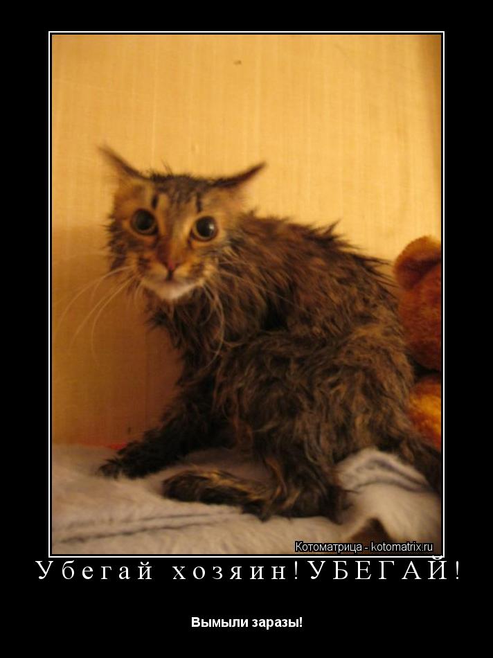 Убегай хозяин!УБЕГАЙ! Вымыли заразы!... Котоматрица: Убегай хозяин!УБЕГАЙ! Вымыли заразы!