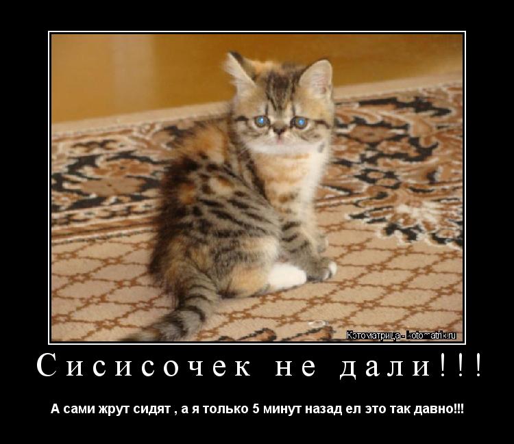 Сисисочек не дали!!! А сами жрут сидят , а я только 5 минут назад ел это так давно!!!... Котоматрица: Сисисочек не дали!!! А сами жрут сидят , а я только 5 минут назад ел это так давно!!!